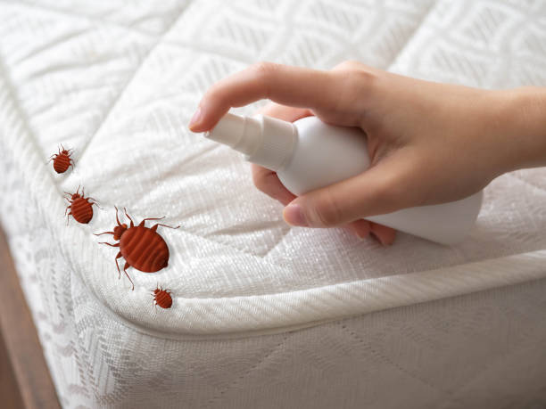 Best Wasp Removal Services  in Wilmington Manor, DE