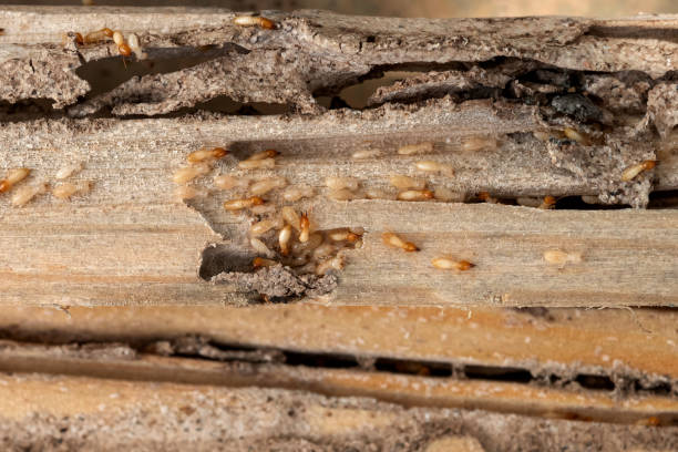 Best Pest Prevention Services  in Wilmington Manor, DE
