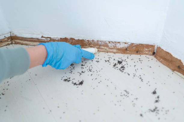 Best Local Pest Control Services  in Wilmington Manor, DE
